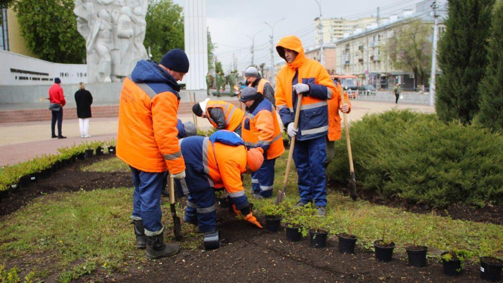 На рязанской площади Победы высадили спирею березолистную