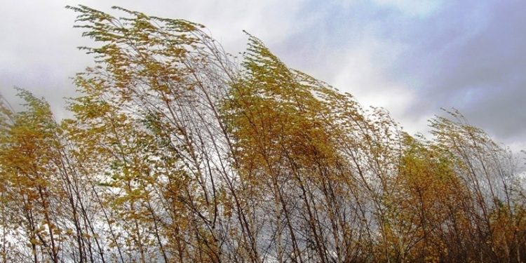 МЧС: утром 24 октября в Рязанской области ожидаются порывы ветра до 17 метров в секунду