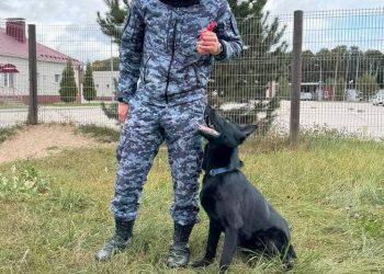 Рязанские полицейские ищут хозяев для щенка немецкой овчарки по кличке Джонни Рязанские полицейские ищут хозяев для щенка немецкой овчарки по кличке Джонни