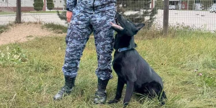 Рязанские полицейские ищут хозяев для щенка немецкой овчарки по кличке Джонни