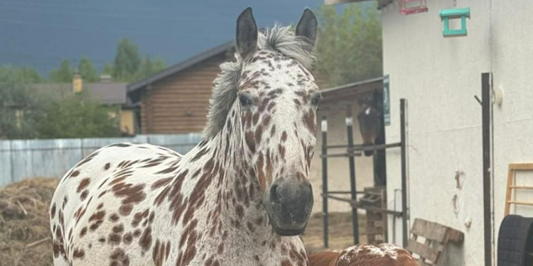 В Рязани на свет появилась лошадь расцветки далматин