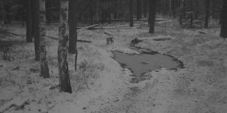 В рязанском Окском заповеднике фотоловушка запечатлела рысь с котятами