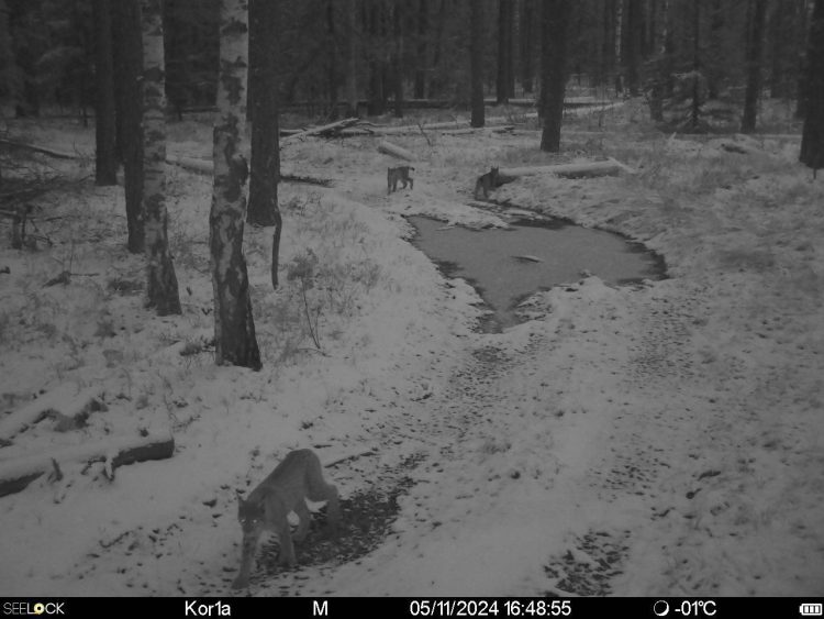 В рязанском Окском заповеднике фотоловушка запечатлела рысь с котятами