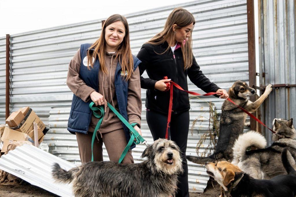 За 10 дней рязанцы собрали 65 килограммов сухого корма для бездомных животных