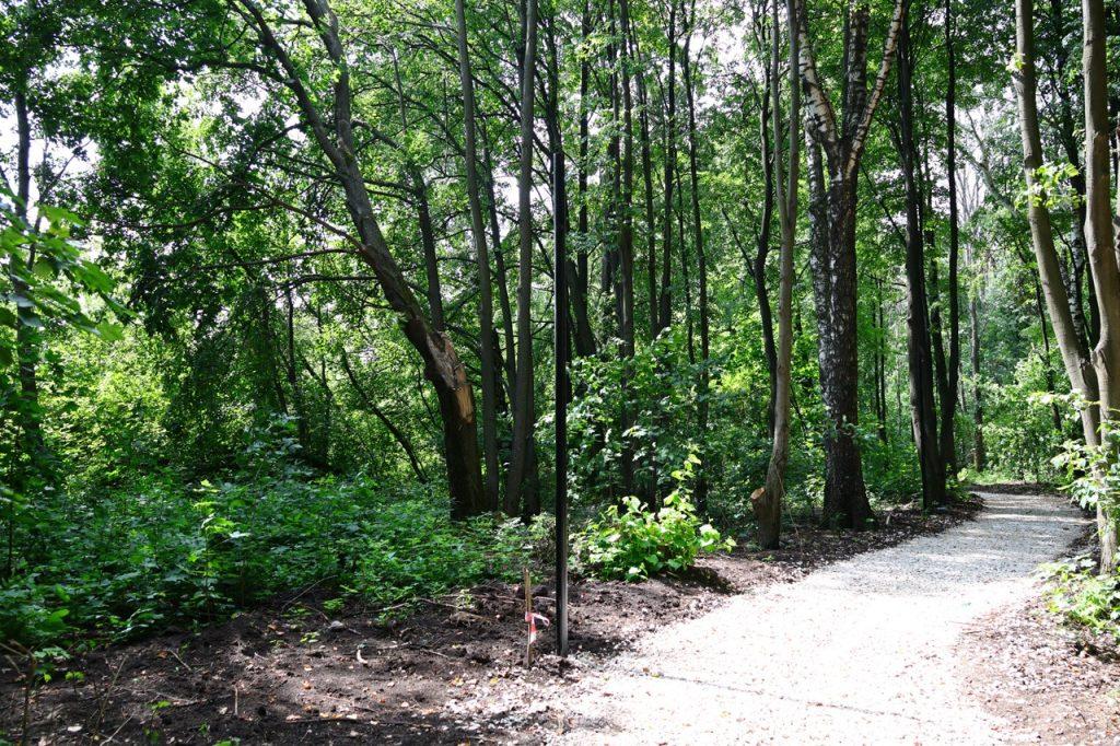 Работы по благоустройству в рязанском Лесопарке завершатся к 15 августа