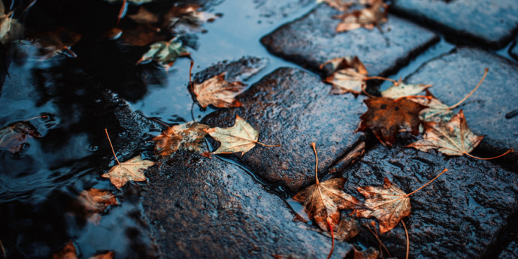 Синоптик Ильин: на текущей неделе в Центральной России будут преобладать дожди