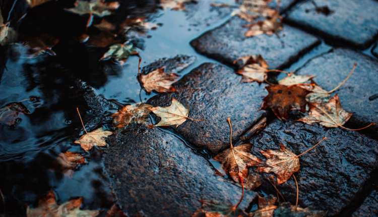 Синоптик Ильин: на текущей неделе в Центральной России будут преобладать дожди