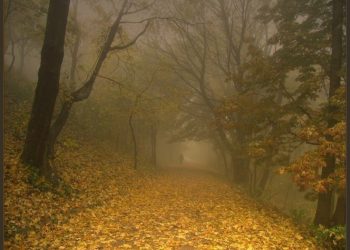 Рязанцев предупредили о густом тумане 28 ноября