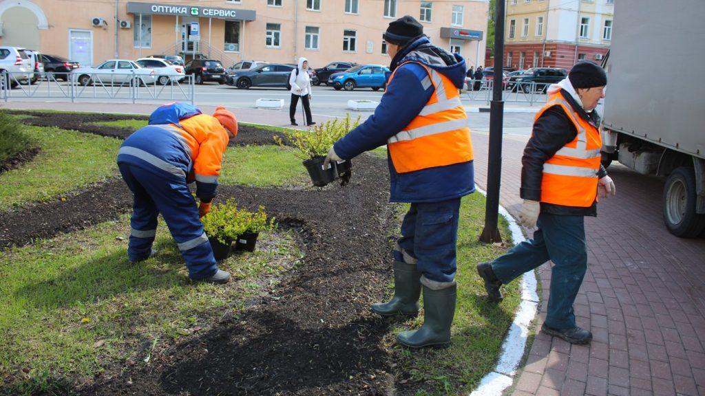 На рязанской площади Победы высадили спирею березолистную