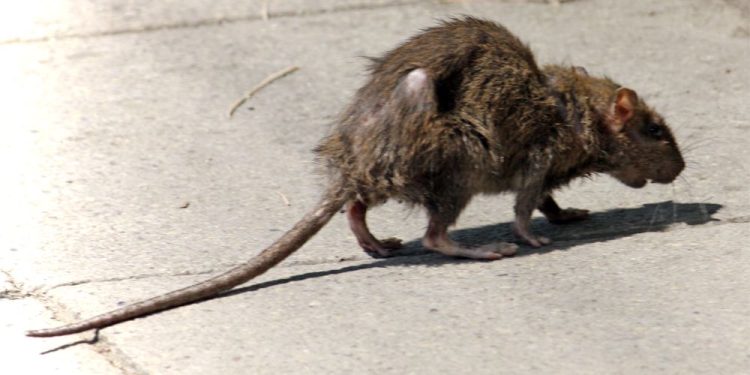 В Рязани наступает сезон обострения опасной болезни