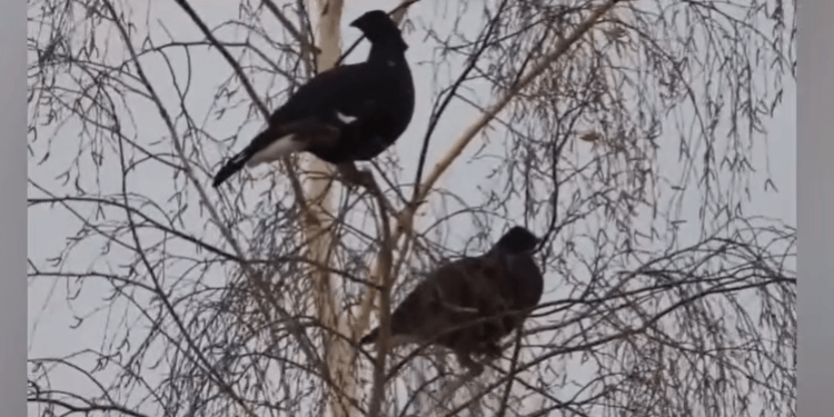 В рязанских лесах засняли завтракающих тетеревов