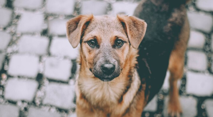В подвале дома на Касимовском шоссе уже две недели заточена собака