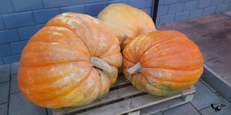 В ночь на 13 октября в Рязанской области похолодает до -2 градусов В ночь на 13 октября в Рязанской области похолодает до -2 градусов