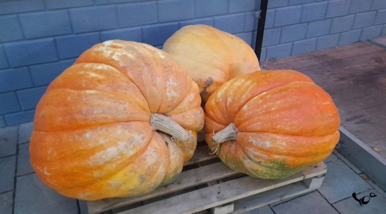 В ночь на 13 октября в Рязанской области похолодает до -2 градусов