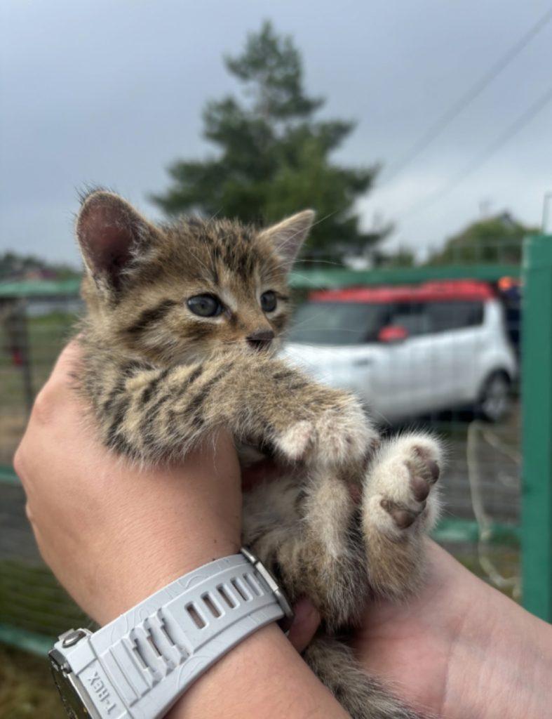 Рязанские добровольцы помогли кошке, голова которой застряла в керамическом коробе