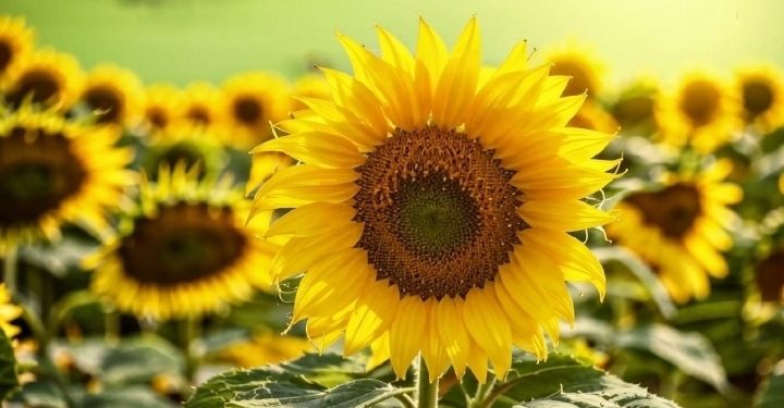 Метеоролог Варакин: теплая погода вернется в Центральную Россию 6 августа