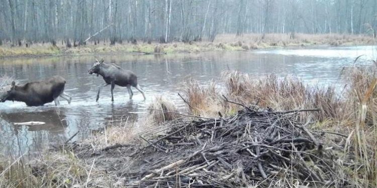 В рязанском Окском заповеднике лосиха попала в ловушку, которую устроили бобры