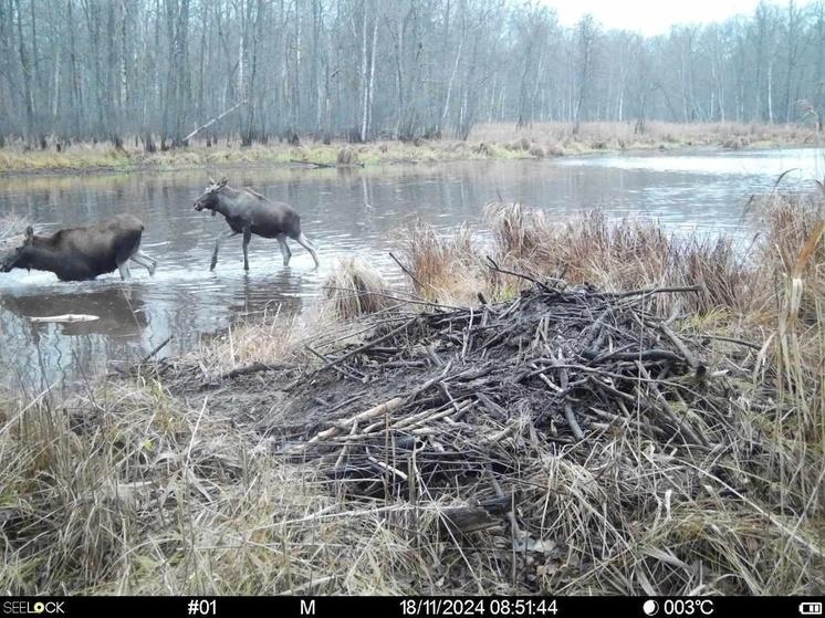 В рязанском Окском заповеднике лосиха попала в ловушку, которую устроили бобры