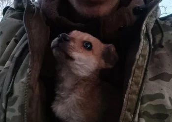 Пес по кличке Кефирчик покинул зону СВО и уехал в Рязанскую область к новым хозяевам