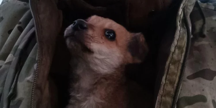 Пес по кличке Кефирчик покинул зону СВО и уехал в Рязанскую область к новым хозяевам