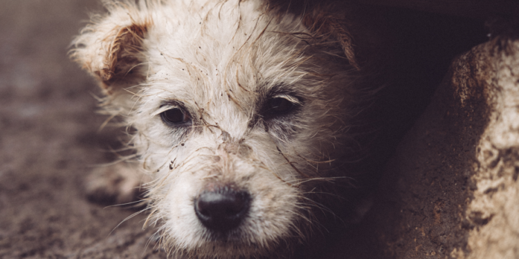 Рязанцев приглашают на выставку по пристройству бездомных животных 12 октября Рязанцев приглашают на выставку по пристройству бездомных животных 12 октября