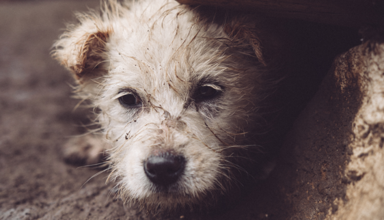 Рязанцев приглашают на выставку по пристройству бездомных животных 12 октября