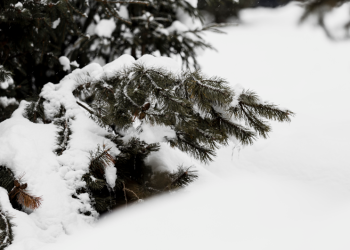 Вильфанд рассказал, выпадет ли снег на текущей неделе в Центральной России Вильфанд рассказал, выпадет ли снег на текущей неделе в Центральной России