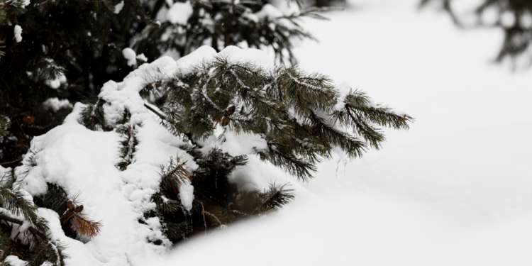 Вильфанд рассказал, выпадет ли снег на текущей неделе в Центральной России Вильфанд рассказал, выпадет ли снег на текущей неделе в Центральной России