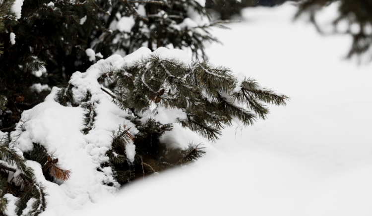 Вильфанд рассказал, выпадет ли снег на текущей неделе в Центральной России