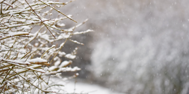 В ночь на вторник в Рязанской области похолодает до -13 градусов