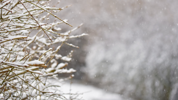 В ночь на вторник в Рязанской области похолодает до -13 градусов