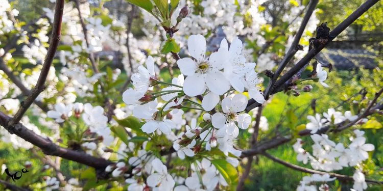 Во вторник в Рязанской области потеплеет до +27 градусов