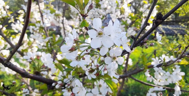 Во вторник в Рязанской области потеплеет до +27 градусов