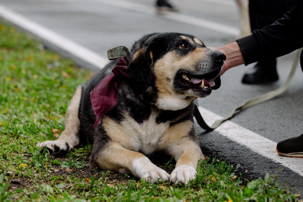 На выставке бездомных животных в Рязани пристроили 6 собак и 8 кошек