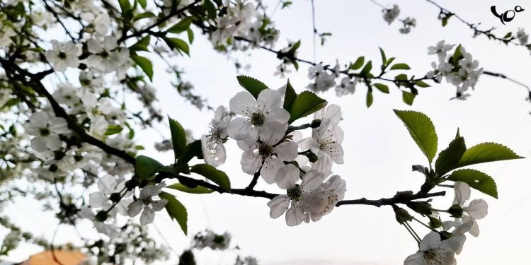 Текущая неделя в Рязанской области будет теплее климатической нормы на 4-5 градусов