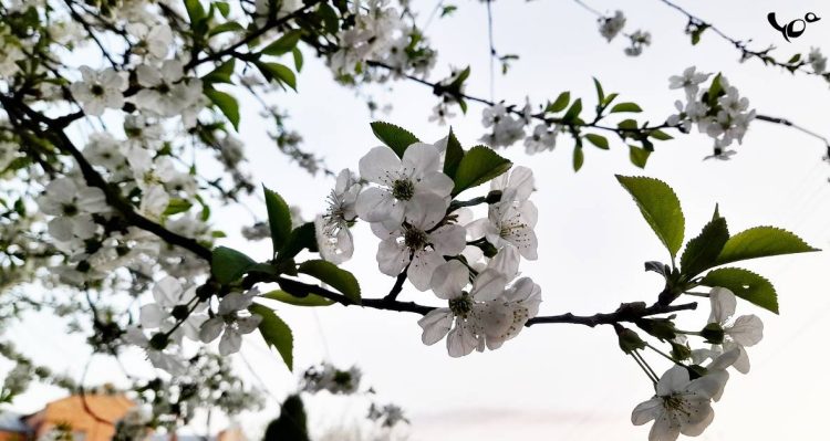 Текущая неделя в Рязанской области будет теплее климатической нормы на 4-5 градусов