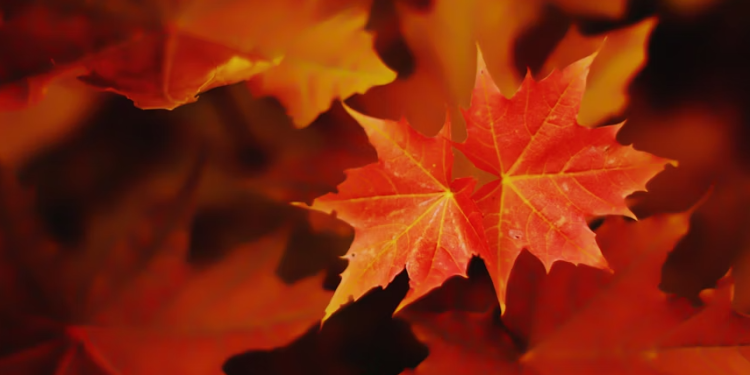 Леус: метеорологическая осень наступит в Центральной России 24 сентября