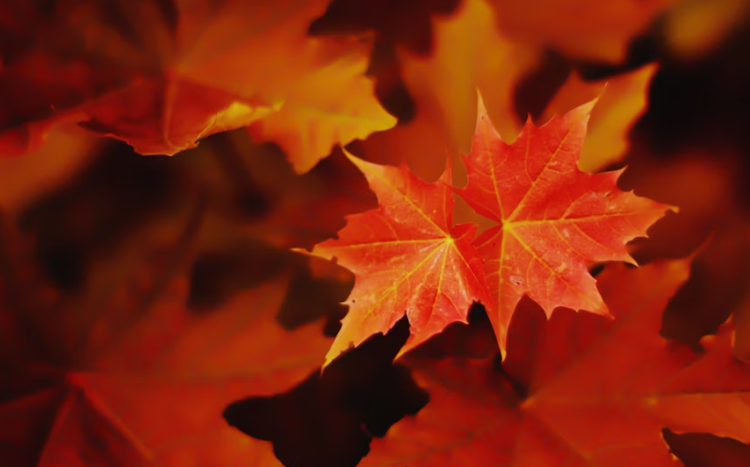 Леус: метеорологическая осень наступит в Центральной России 24 сентября