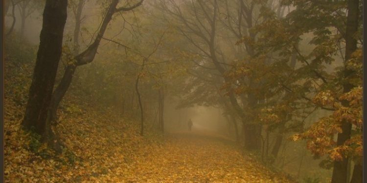 Рязанцев предупредили о сильном тумане 16 октября