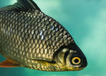 Рязанская область вошла в ТОП-3 рейтинга лучших мест для рыбалки Рязанская область вошла в ТОП-3 рейтинга лучших мест для рыбалки