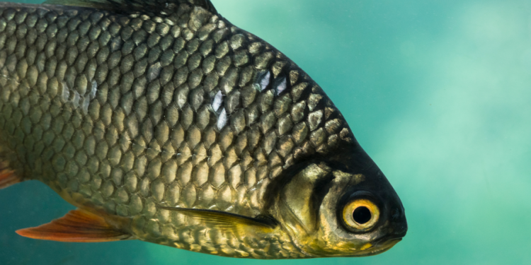 Рязанская область вошла в ТОП-3 рейтинга лучших мест для рыбалки