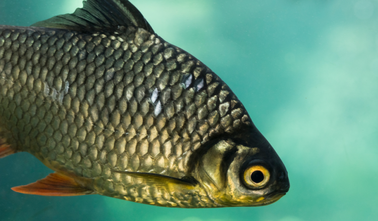 Рязанская область вошла в ТОП-3 рейтинга лучших мест для рыбалки