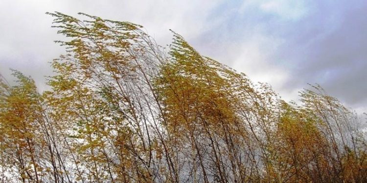 Рязанцев предупредили о мокром снеге, гололедице и сильном ветре утром 2 ноября