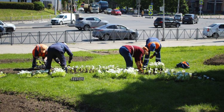В Рязани в городские клумбы высадили колеус и петунии