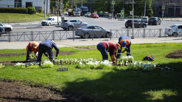 В Рязани в городские клумбы высадили колеус и петунии