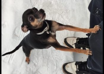 В Рязани мужчина в военной форме украл собаку