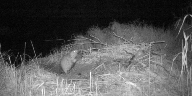 В рязанском Окском заповеднике в фотоловушку попал бобер-перфекционист