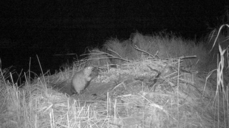 В рязанском Окском заповеднике в фотоловушку попал бобер-перфекционист