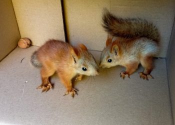 Рязанцам предлагают выбрать имена для родившихся на биостанции РГУ бельчат