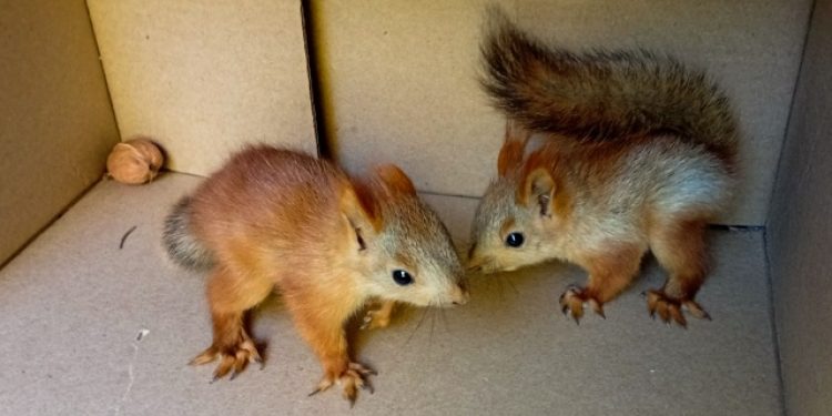 Рязанцам предлагают выбрать имена для родившихся на биостанции РГУ бельчат